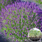 Розсада Лаванда Hidcote 160 шт (касета)