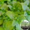 Розсада М'ята перцева Peppermint 40 шт (касета)