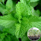 Розсада М'ята перцева Peppermint 160 шт (касета)