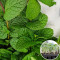 Розсада М'ята перцева Spearmint 40 шт (касета)
