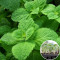 Розсада М'ята перцева Spearmint 160 шт (касета)
