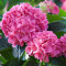 Гортензія Bouquet Rose 1,5 л