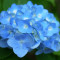 Гортензия Nikko Blue 1,5 л