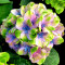 Гортензия Jewel Blue 1,5 л