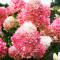 Гортензія Pink and Rose 0.5 л