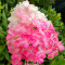 Гортензія Pink and Rose 1.5 л