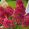 Гортензія Royal Flower 0,5 л