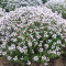 Чебрець звичайний Thymus vulgaris 2 л