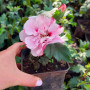 Гібіскус сирійський махровий Pink Chiffon 0,5 л