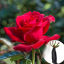 Троянда Royal Williams (саджанець)