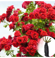 Роза Symphaty (Симпатія)