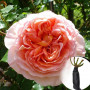 Троянда Abraham Darby