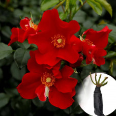 Троянда Aleksander von Humboldt