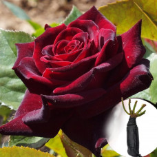 Роза Black Baccara