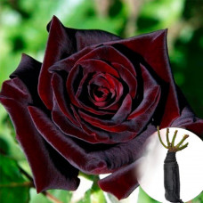 Троянда Black Queen