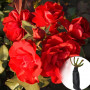 Троянда Europeana
