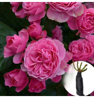 Роза Leonardo da Vinci