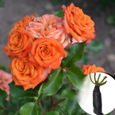 Троянда Orange Baby