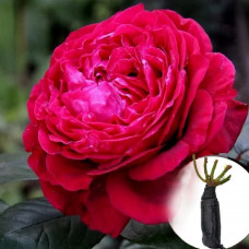 Троянда Rose des 4 Vents