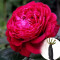 Троянда Rose des 4 Vents (4-х Вітрів)