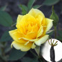 Троянда Yellow Doll