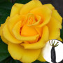 Троянда Kerio