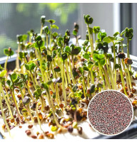 Капуста брокколи микрозелени 10 г