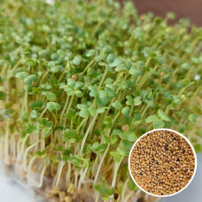 Гірчиця насіння мікрозелені 30 г