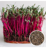 Буряки столові насіння мікрозелені 20 г