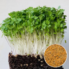Рукола насіння мікрозелені 10 г