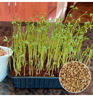 Сочевиця Зелена насіння мікрозелені 100 г