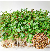 Редиска насіння мікрозелені 20 г