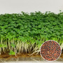Капуста Пак-Чой семена микрозелени 20 г