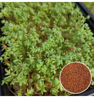 Кресс-салат насіння мікрозелені 20 г