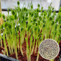 Горох семян микрозелени 100 г