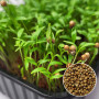 Кінза насіння мікрозелені 30 г