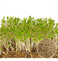 Салат насіння мікрозелені 10 г