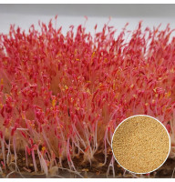 Амарант червоний насіння мікрозелені 10 г