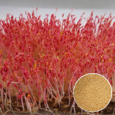 Амарант червоний насіння мікрозелені 10 г
