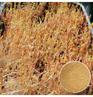 Амарант білий насіння мікрозелені 20 г