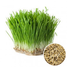 Овес насіння мікрозелені 50 г