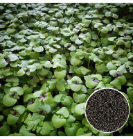 Базилік зелений насіння мікрозелені 10 г