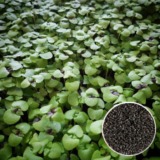 Базилик зеленый семена микрозелени 10 г