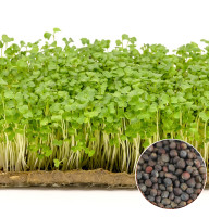 Капуста насіння мікрозелені 10 г