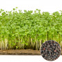 Капуста насіння мікрозелені 10 г