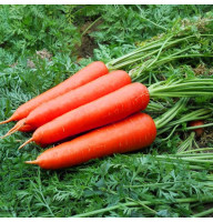 Морковь Без сердцевины 20 г Фасованное