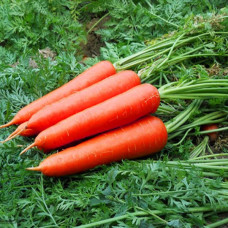 Морква Без серцевини 20 г Фасоване