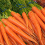 Морква Вітамінна 20 г Фасоване