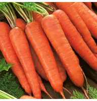 Морковь Коралл 20 г Фасованное