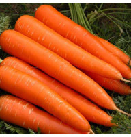 Морковь Нантская 20 г Фасованное